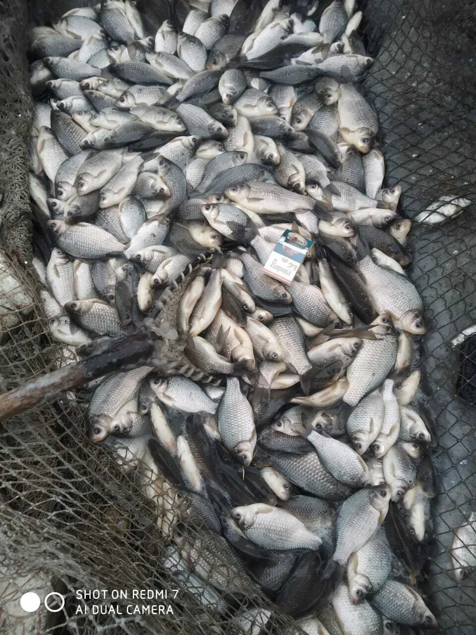 живая рыба в Тюмени и Тюменской области