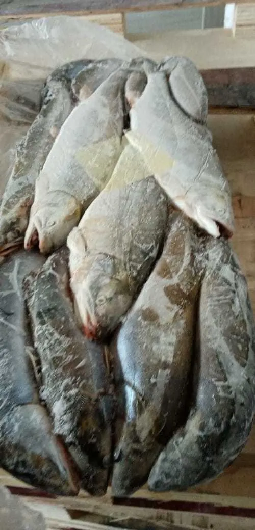 свежемороженая рыба  по ВКУСНОЙ цене в Тюмени 3
