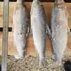 рыба Щука Окунь Сырок  Ряпушка  в Тюмени и Тюменской области
