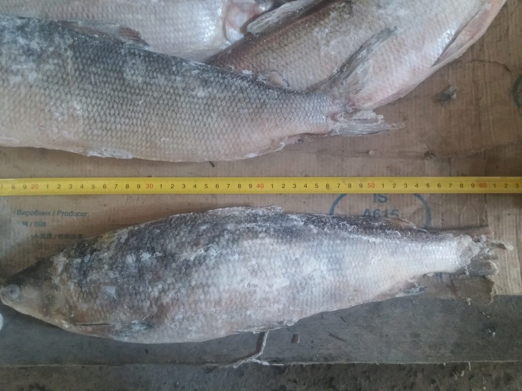 Щекур Рыба Фото Цена